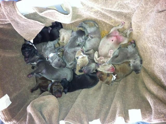 Molly Puppies after Chow 092311